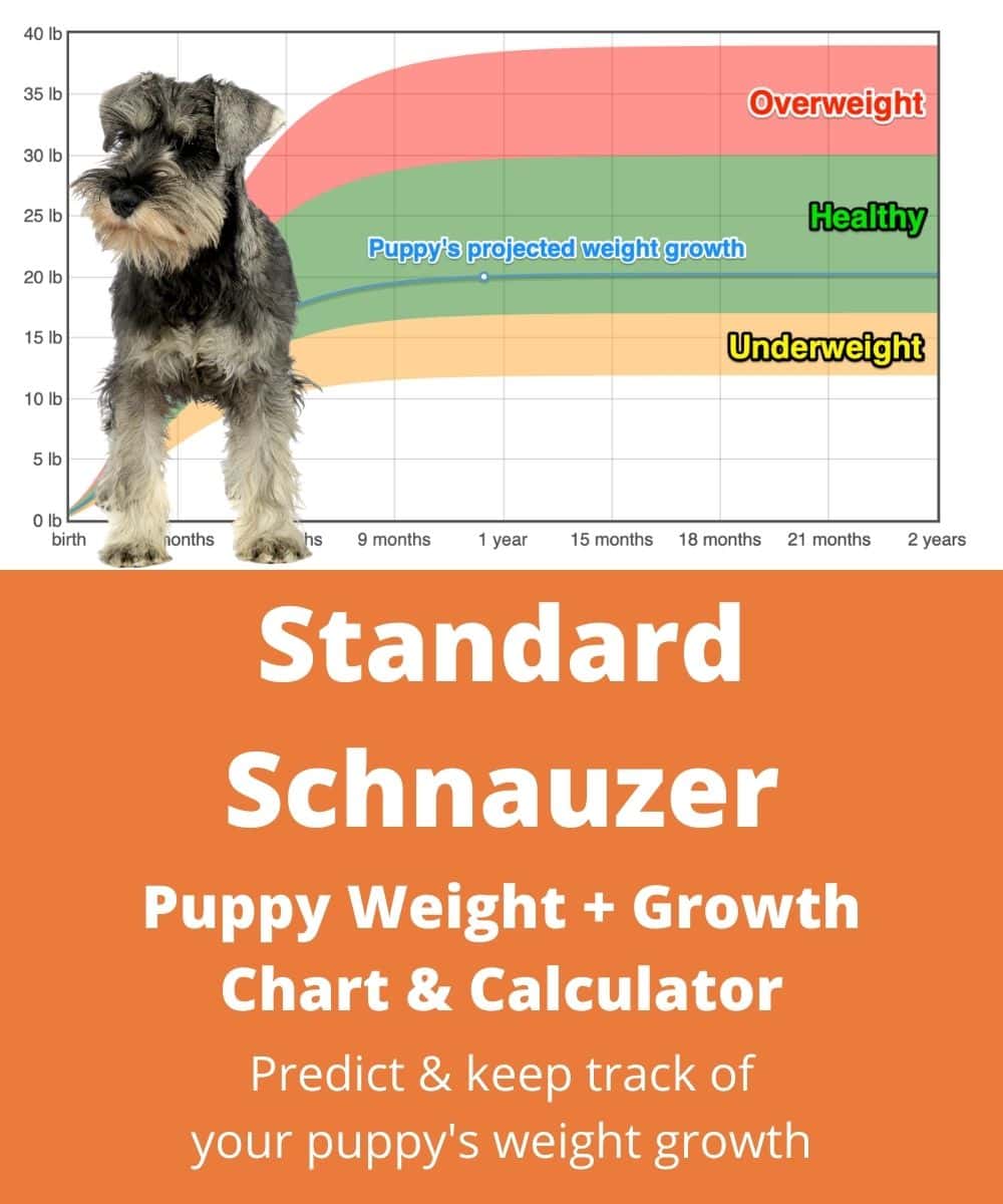 standard-schnauzer Puppy Weight Growth Chart